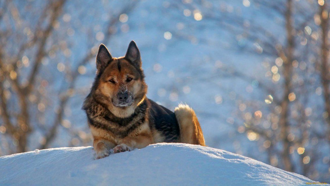 Сегодня в Орле ясно, осадков не ожидается