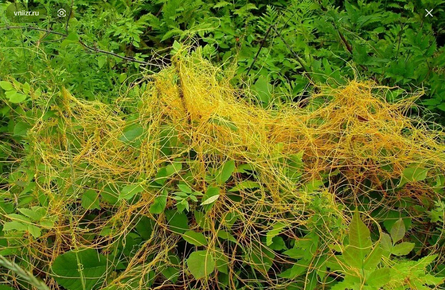 В 15,8 тыс. тонн зерна выявлен карантинный сорняк — повилика.