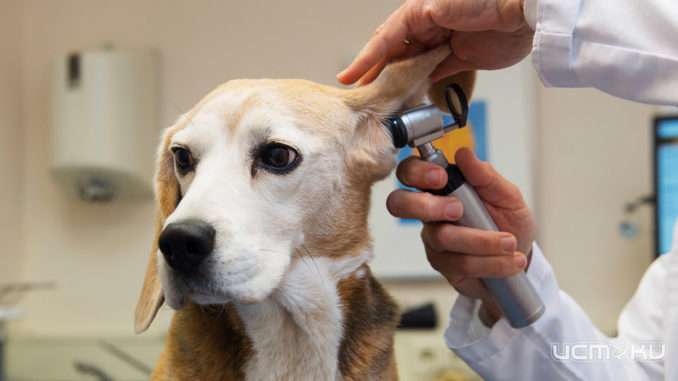 В Орле обсудили актуальные вопросы ветеринарной медицины 