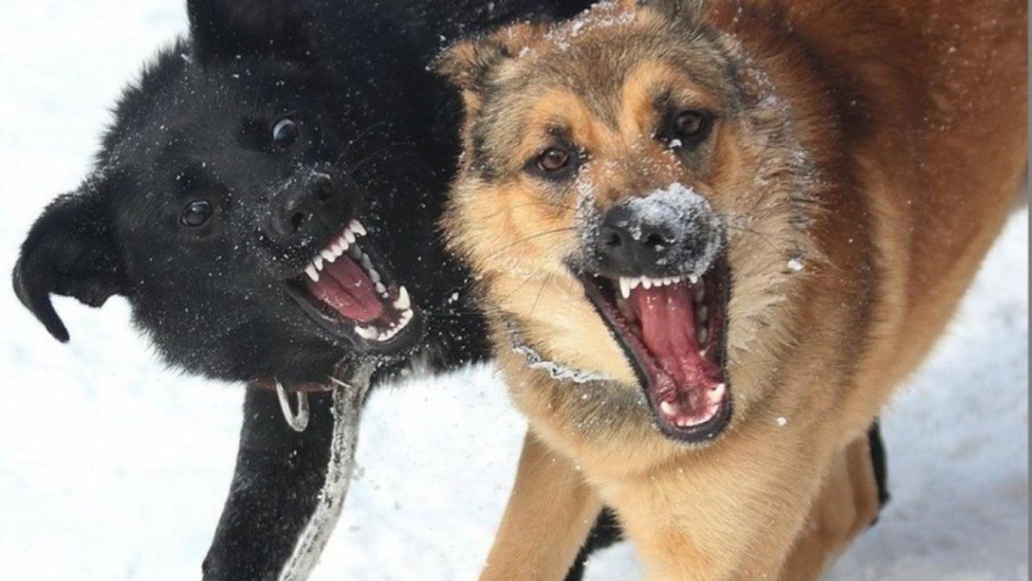 Орловчанку укусила бродячая собака: проводится доследственная проверка