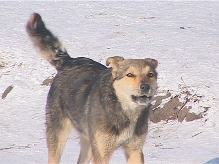 Бездомные собаки
