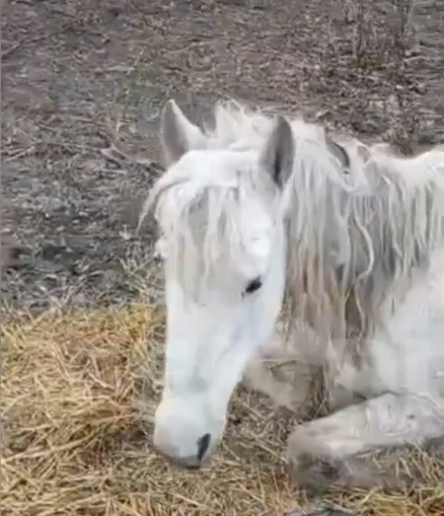 Орловская семья избила лошадь и бросила ее умирать на улице - СМИ