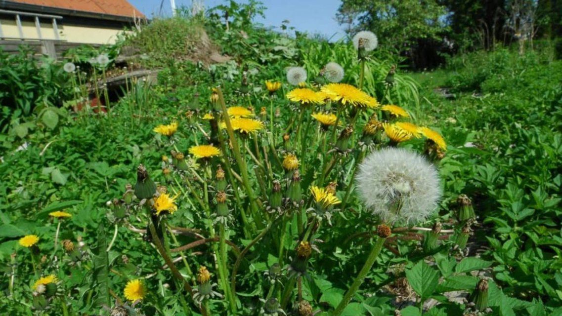 Орловчанина наказали за сорняки на участке