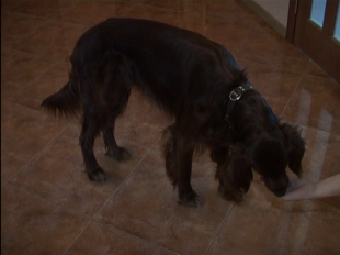 Чтобы домашние питомцы были счастливы... 