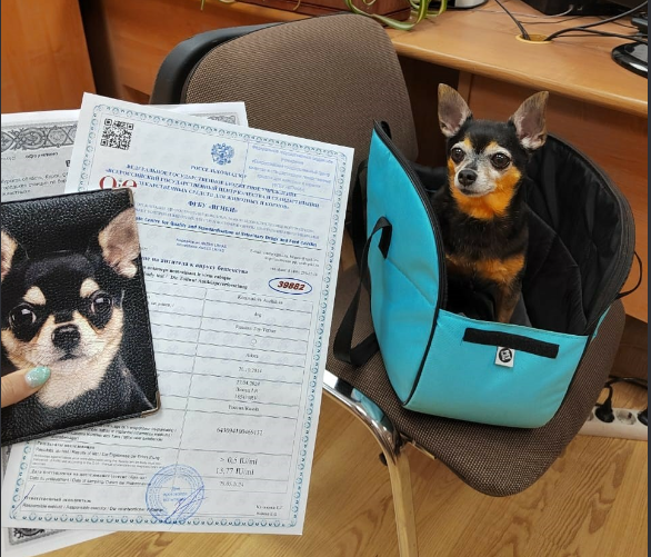9 кошек и 6 собак из Орловской области с начала года съездили заграницу