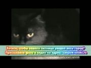 Кто сказал Мяу 13