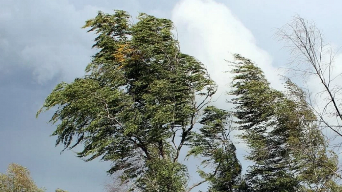 Из-за ветра в Орловской области объявлено метеопредупреждение