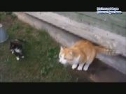 Кто сказал Мяу 69