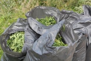 В Орловской области завершилась операция «Мак-2015»