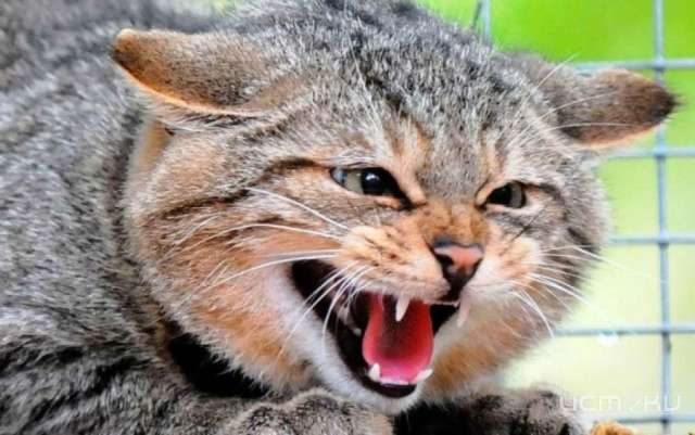 У кошки из Урицкого района нашли бешенство