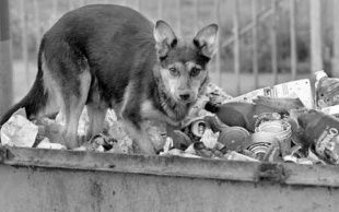 В Орловской области с начала года отловили почти тысячу бродячих собак