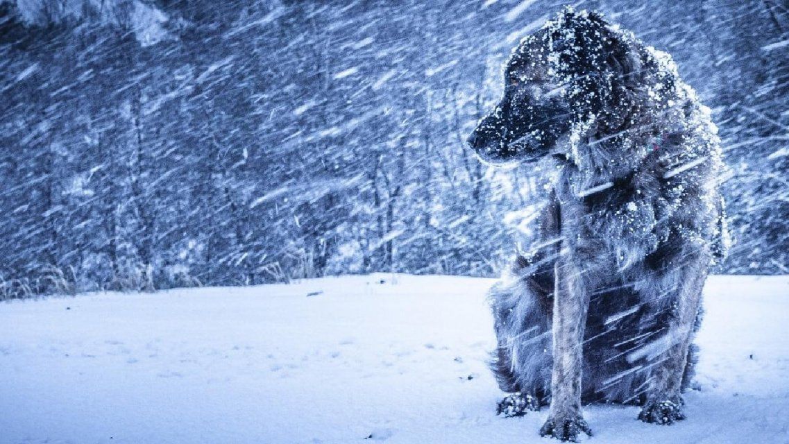 Осторожно: гололедица! Вечером на Орловщину обрушится метель