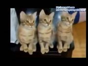 Кто сказал Мяу 29