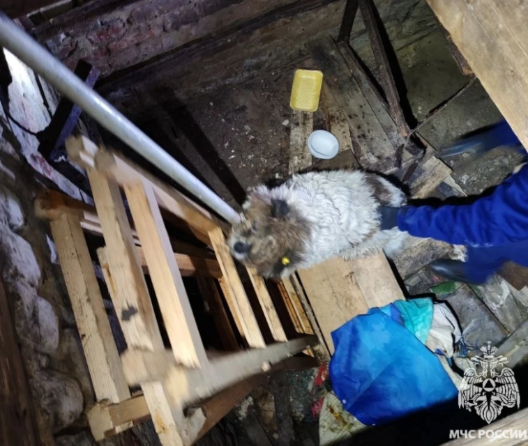 Любопытного пса пришлось вызволять орловским спасателям