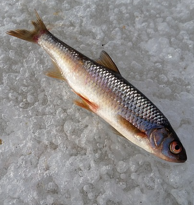 До 30 апреля в Орловской области запрещена рыбная ловля на зимовальных ямах