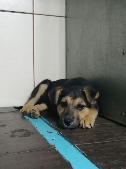 Орловские зоозащитники зарегистрировали общественную организацию