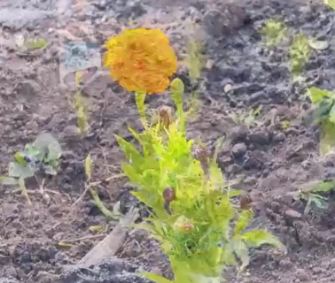 И еще раз про цветы 