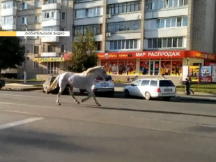 Новости за 90 секунд: массовое столкновение произошло на Болховском шоссе, Михаила Верижникова исключили из партии и по центральным улицам Орла бегает лошадь
