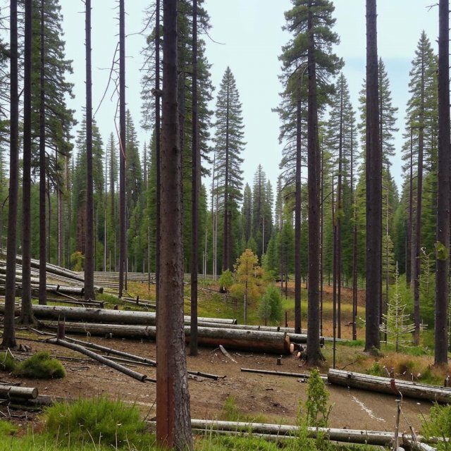 Глазуновский районный суд вынес приговор за незаконную рубку лесных насаждений