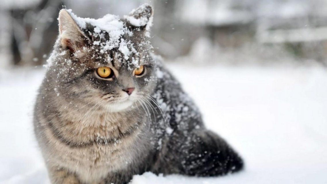 24 декабря в Орле обещает быть снежным и холодным 