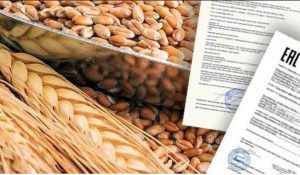 Треть деклараций на зерно в Орловской области признаны недействительными