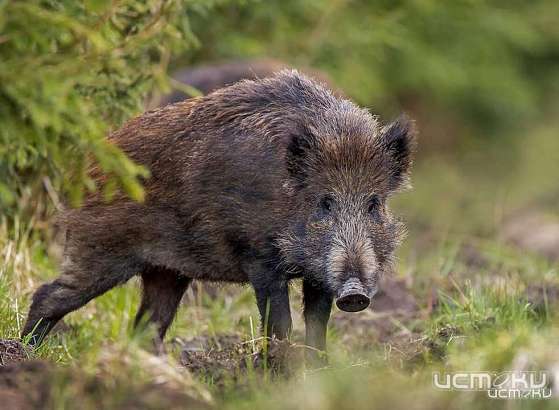 Прокуратура опротестовала приказ орловских чиновников о массовом отстреле диких кабанов