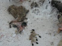 На Ливенской ферме обнаружили угрозу АЧС