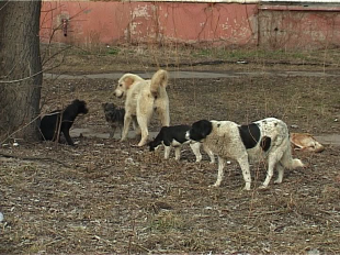 Собачья жизнь, или о том, что же делать с бездомными собаками