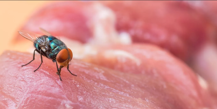 В Залегощенском районе на мясоперерабатывающем заводе цеха не защитили от насекомых