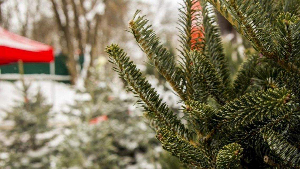 В Орле началась торговля на 16 елочных базарах 