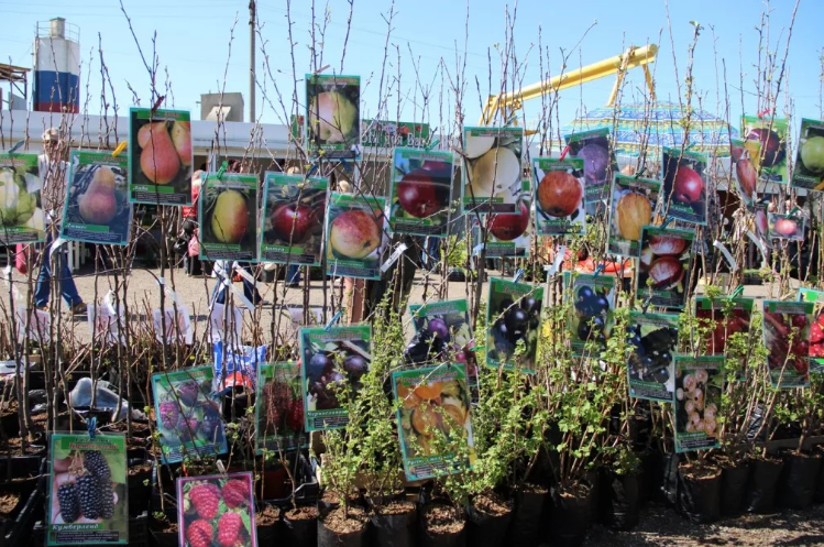 Для орловских садоводов откроют новую ярмарку