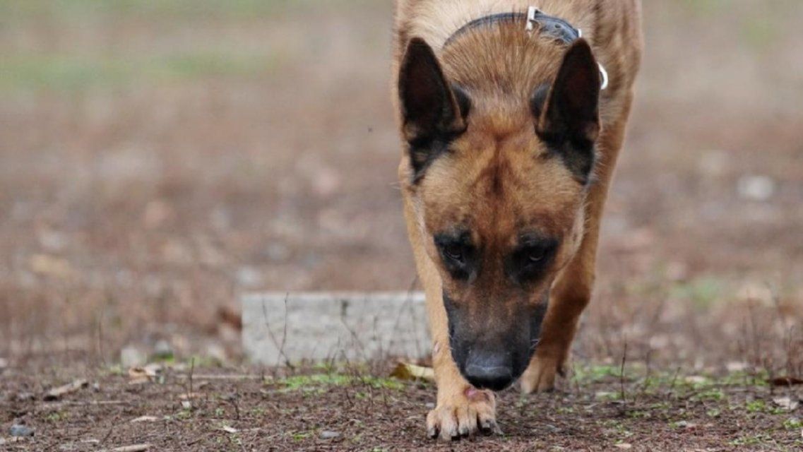 Расчленил тело и закопал: служебная собака помогла найти труп жителя Орловщины