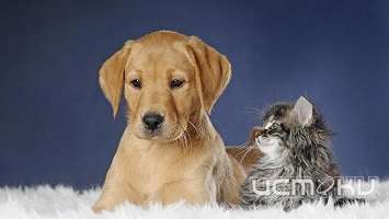 Среди орловских собак выявили заражения грибами