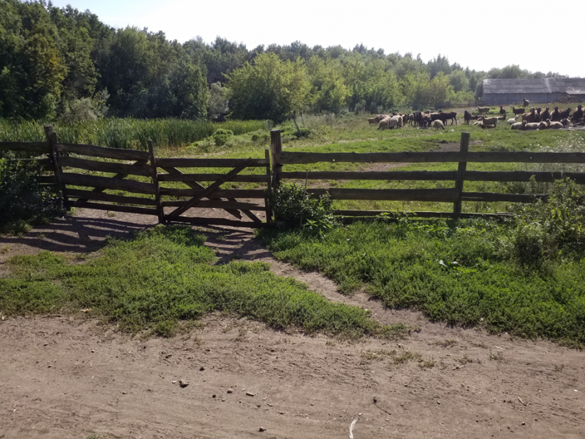 Овец на Орловщине разводят некачественно 