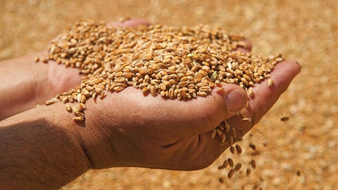 На Орловщине намолотили без малого миллион тонн зерна