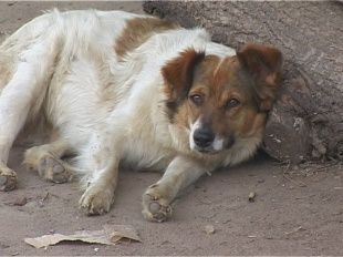 В Орловской области дикие животные покусали более ста человек