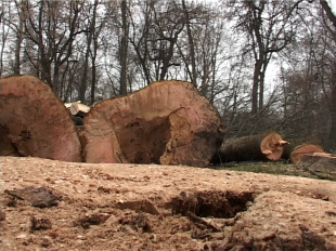 В Городском парке начали выпиливать вековые деревья 