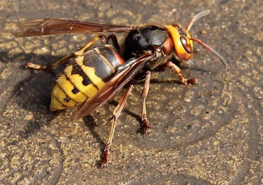 Шершни перепугали орловчан