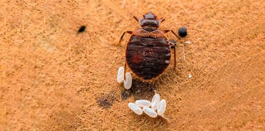 Откуда берутся клопы в квартире и как от них избавиться