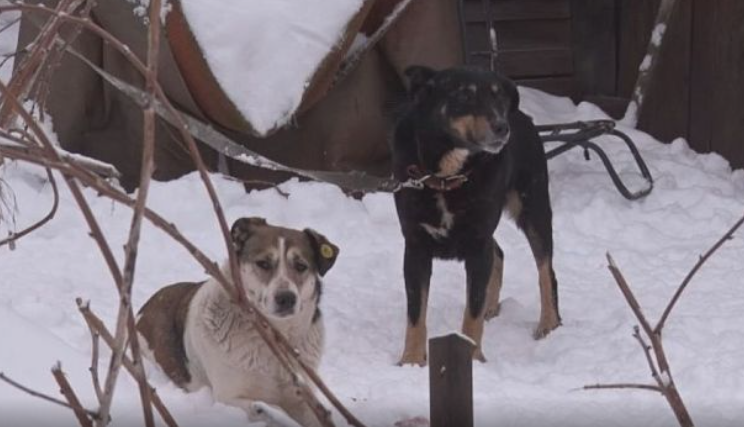 В Орловской области усыплять собак не будут
