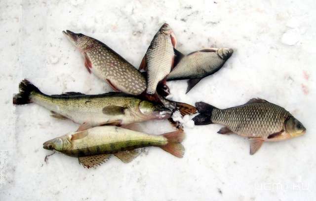 В эти выходные пройдет чемпионат Орловской области по рыболовному спорту