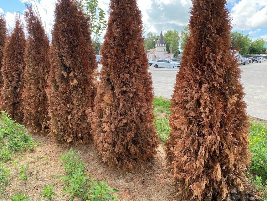 В Орле засохшие туи на площади Жукова так и стоят