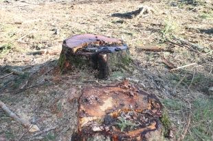 Следственные органы займутся фактами вырубки леса в «Орловском полесье»