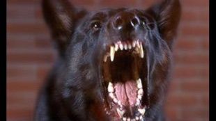 Сначала бешеные кошки, теперь собаки
