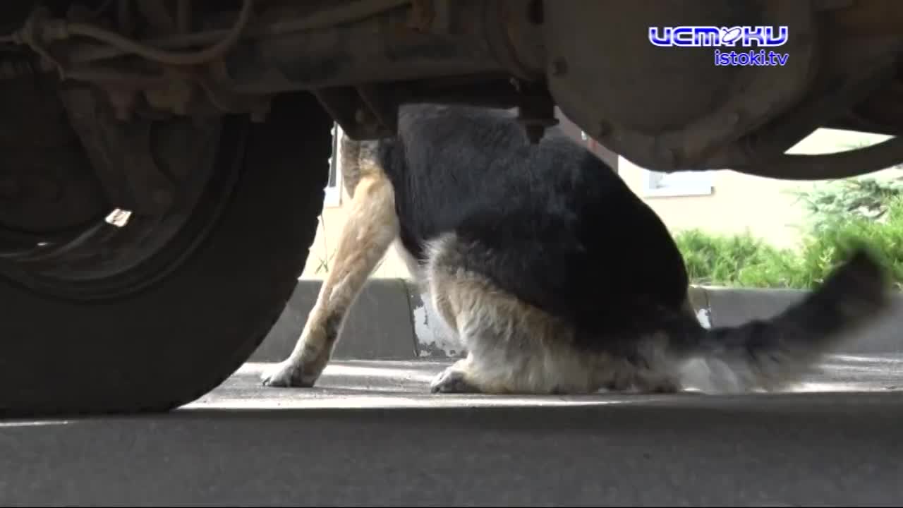 Четвероногие друзья на стаже закона