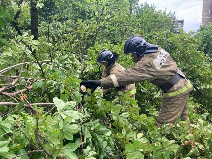Непогода в Орловской области уронила деревья на 16 машин