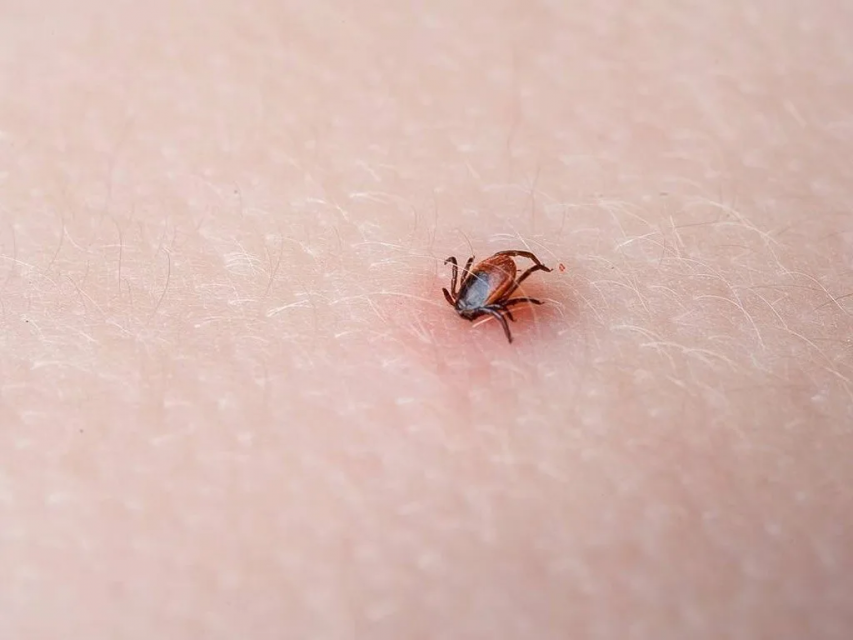 В Орловской области 14 человек обратились в медицинские организации с жалобами на присасывание клещей