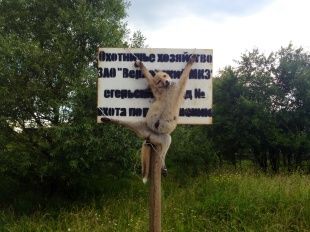 Реклама лесничества или запугивание детей? Лису распяли прямо на вывеске лесничества!