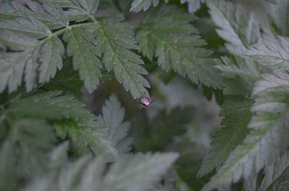 760 детей в Орловской области пострадали от укусов клещей