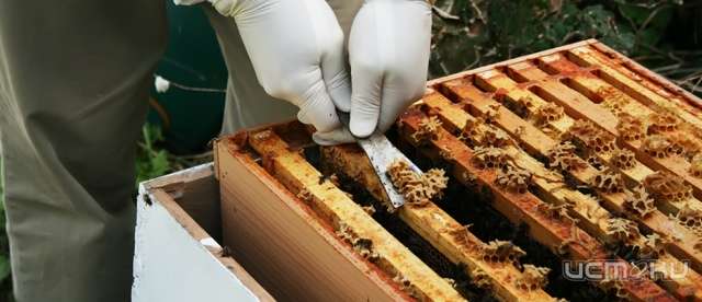 ООО «Пчеловодство» закупает воск и прополис